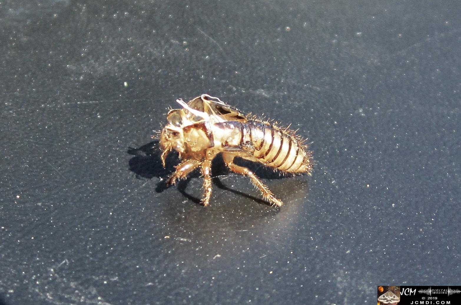 A molted Cicada Skin, Santa Clarita, CA